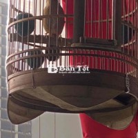 Họa Mi 3 Năm Thuần Hót Hay - Chim Gọn Thuần Tốt Hót Đỉnh Cao  