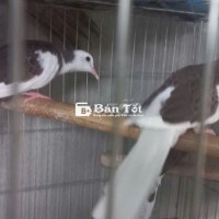 Bán Chim Cu Gáy Ta, Cu Gáy Thái Đủ Loại – Giá Từ 300k Đến 20 Triệu  