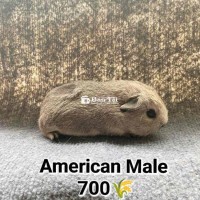 Lên Sale Nha AE - Bọ Ú American California Siêu Đáng Yêu!  