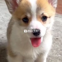 Corgi Nhà Đẻ - Đảm Bảo Sức Khỏe, Ngoan Hiền, Thông Minh  