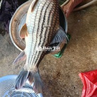 Cá Trà Sóc Thiên Nhiên 5kg – Đặc Sản Tươi Ngon, Bổ Dưỡng  
