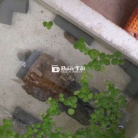 Cần Bán Cá Két (10 - 12 con) Khỏe Mạnh, Giá Tốt  