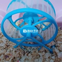 Hamster non xinh xắn cần tìm chủ mới