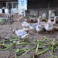 Tìm nhà mới cho đàn ngỗng xinh xắn!