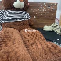 Gấu bông to khổng lồ cho bé ôm ngủ