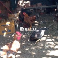 Gà Thả Vườn Tươi Ngon, Giá Hấp Dẫn  