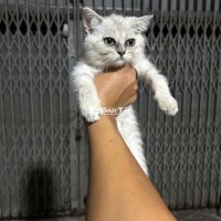 Mèo Anh Lông Ngắn Gả 4 Bé Mèo 75 Ngày Tuổi
