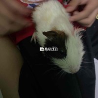 Bán Lồng Tặng Chuột Như Hình