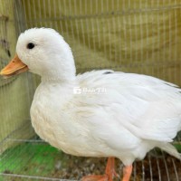 Giống cái, vịt Call Duck Hà Lan giá rẻ