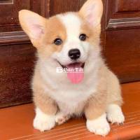 Corgi thuần chủng mông to tròn - tìm nhà mới!