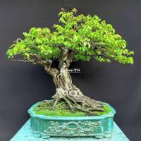 Cây khế gân bonsai cao 75cm