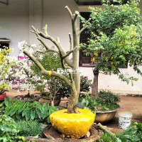 Cây Bưởi Dáng Bonsai - Ruột Hồng Độc Đáo  