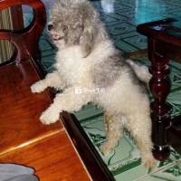 Bán 2 Em Chó Poodle Đáng Yêu - Giá 3 Triệu/Em  