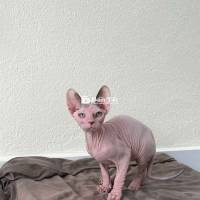 Cần Tìm Chủ Mới Cho Bầy Mèo Sphynx Nhà Đẻ  