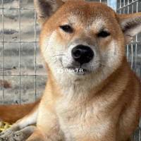 Cần bán chó Shiba Inu đực thuần chủng