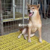 Bán chó Shiba Inu đực thuần chủng - Phối giống tốt