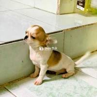 CHÓ CHIHUAHUA Cần tìm nhà mới cho mấy bé chihuahua, sức khoẻ tốt  