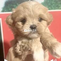 Bán Poodle Size Teacup 2 Tháng Tuổi Màu Vàng Mơ Giá Hạt Rẻ  