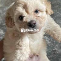 Chó Con Poodle Vàng 3,5 Tháng Tuổi - Giới Tính Đực  