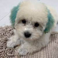 Poodle Tiny 2.5 Tháng Tuổi - Cần tìm chủ mới yêu thương