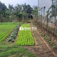 Đất chính chủ, full 100m² đất thổ cư, Gần trường học, chợ, khu dân cư, phù hợp để định cư, có bớt lưu phước