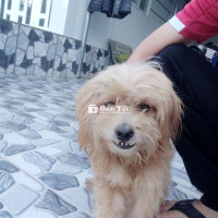 POODLE LAI 3 TUỔI CẦN TÌM CHỦ MỚI  