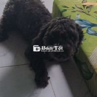 Poodle Cái Đen Mới Ra Lông Cần Tìm Nhà Mới  