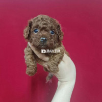 Poodle Tiny Chân Lùn Tìm Nhà Mới  