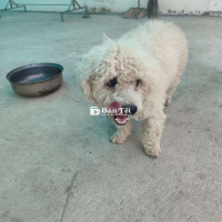 Poodle Trắng 10 Tháng Tuổi - Ngoan Ngoãn, Thông Minh, Dễ Ăn, Tiêm Phòng Đầy Đủ  