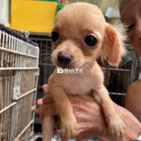 Cần Gã Bầy Chihuahua 3 Tháng Tuổi Thuần Chủng  