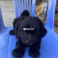 Tìm Chủ Cho Mấy Bé Poodle Nhà Trồng Ạ, Giá Hạt Dẻ  