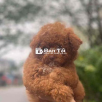 Poodle Thuần Nâu 3 Tháng Tuổi