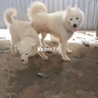 Cần bán cặp chó Samoyed xinh xắn