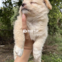 Cần tìm chủ nhân cho bé Poodle F1 siêu đáng yêu!