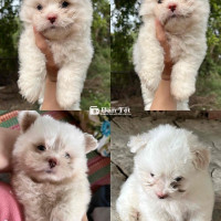 NHÀ MÌNH CÓ 2 BÉ POODLE F1 DỄ THƯƠNG