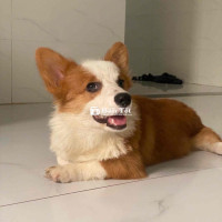 Corgi đực dễ thương cần tìm chủ mới