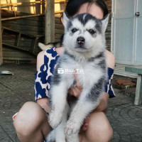 Husky Sinh Viên Cho Anh Em Nào Cần - Đực Cái Đầy Đủ, Chích Sổ Giun, Có Fix Nếu Đến Tận Nhà  