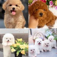 Chó Poodle, Pom Mini Tìm Chủ Yêu Thương