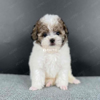 Cần bán bé Poodle Tiny Teacup