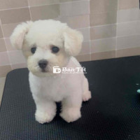 Cần tìm chủ yêu thương cho bé Poodle Mix Bichon siêu đáng yêu!