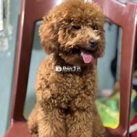 Cần tìm nhà mới cho bé Poodle đực