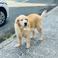 Cần bán chó Golden Retriever khôn ngoan, khỏe mạnh