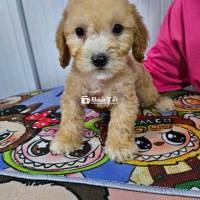 Poodle size Tiny, hơn 2 tháng tuổi, khỏe mạnh