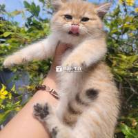 Meowww hk Chợ Mới 1 gold, 1 silver meow nhà hk Chợ Mới  