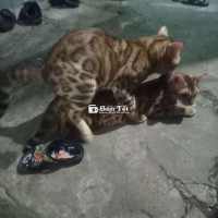 Cần Để Lại Cặp Mèo Bengal SS  