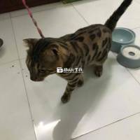 Bán Cặp Mèo Bengal Sinh Sản  