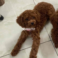 Bé Poodle Cái Đang Tìm Chủ Mới Yêu Thương