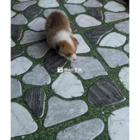 Chó Corgi Thuần Chủng - 1 Đực, 1 Cái Đã Sổ Giun Và Tiêm Vắc Xin