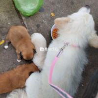 Corgi con siêu dễ thương cần tìm chủ mới!