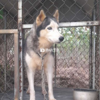 Cần Bán Husky Đẹp, Khỏe Mạnh  